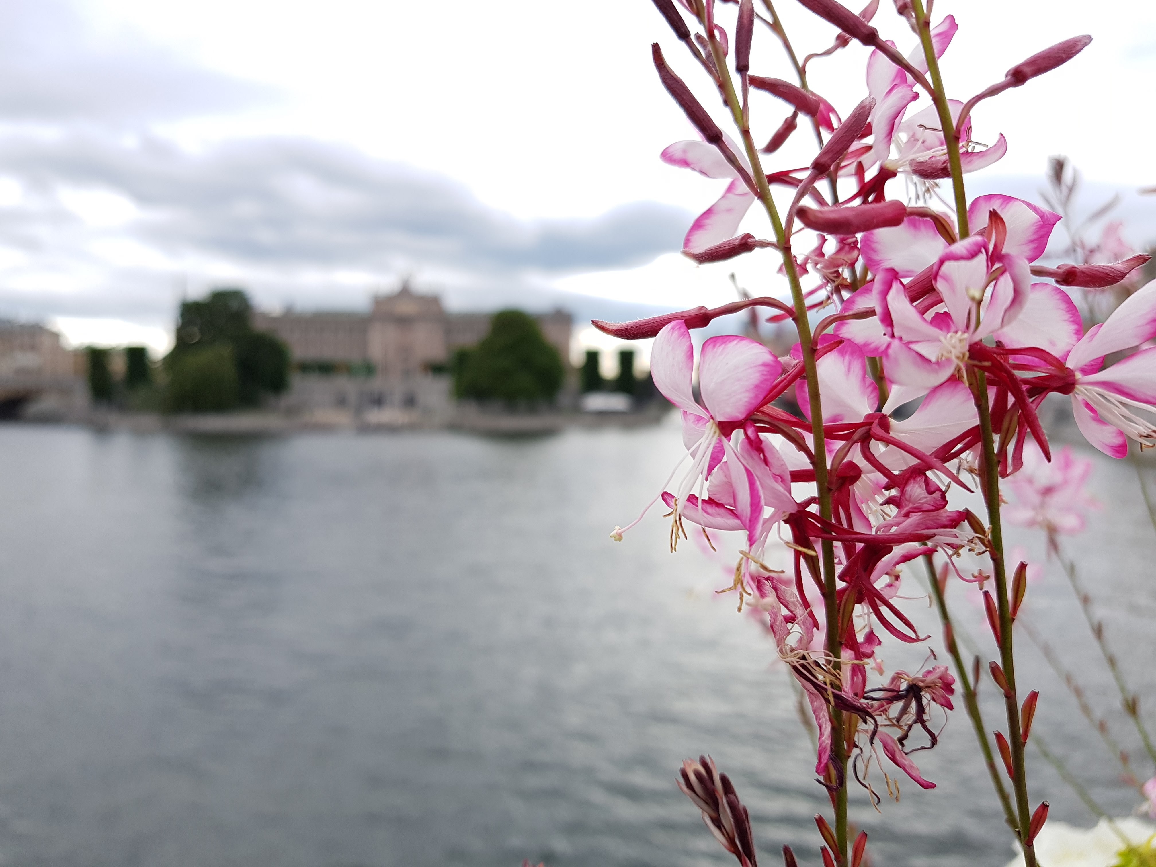 CameraZOOM-20170721165437674 (1)